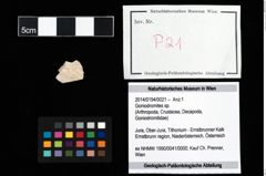 Foto (Objekt + Etikett) von Goniodromites sp.  (NHMW-GEO-2014-0194-0021)